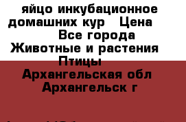 яйцо инкубационное домашних кур › Цена ­ 25 - Все города Животные и растения » Птицы   . Архангельская обл.,Архангельск г.